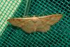 Idaea rubraria